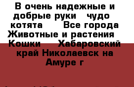 В очень надежные и добрые руки - чудо - котята!!! - Все города Животные и растения » Кошки   . Хабаровский край,Николаевск-на-Амуре г.